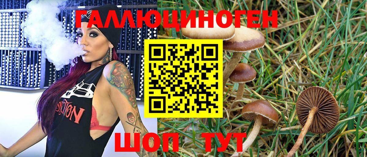 Галлюциногенные грибы Psilocybe Ахтубинск